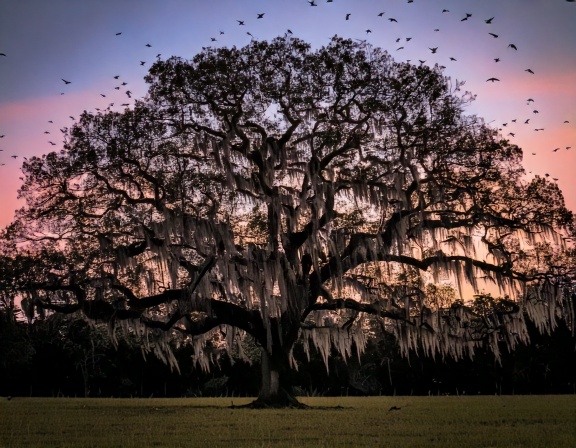 Spanish moss detail